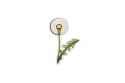 Holzbrosche Dandelion Brooch